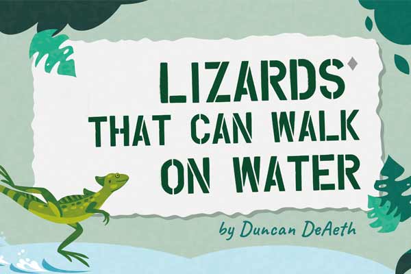 耶穌蜥蜴的輕功水上漂! Lizards That Can Walk on Water