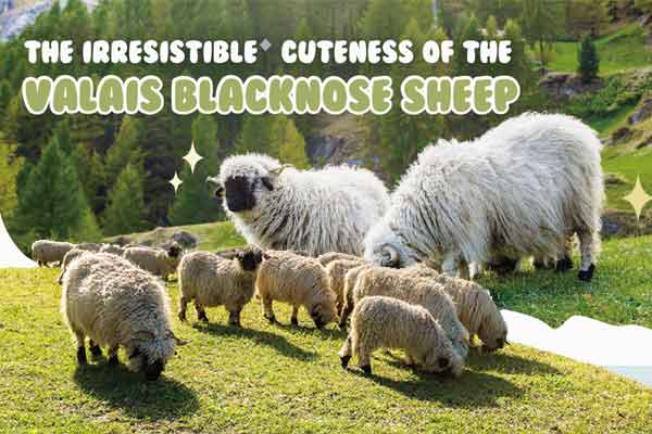 萌翻天!世上最可愛的羊來了 The Irresistible Cuteness of the Valais Blacknose Sheep