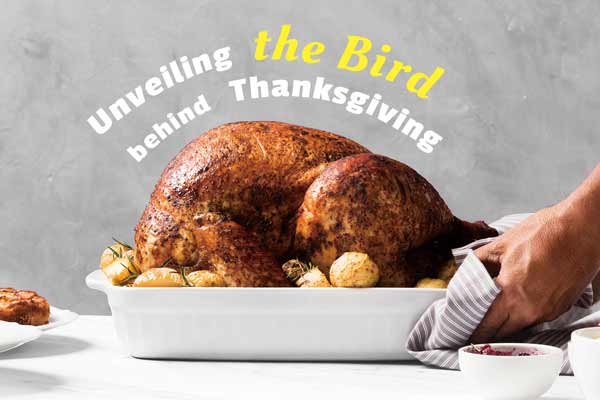 火雞面面觀 Unveiling the Bird behind Thanksgiving