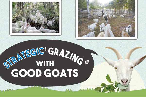 啃草救森林  山羊消防員立大功 Strategic Grazing with Good Goats