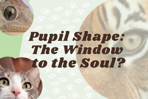 瞳孔橫豎的祕密 Pupil Shape:  The Window to the  Soul?