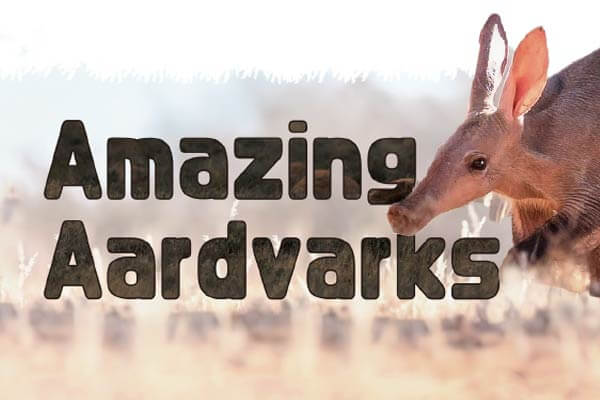 來自非洲的神奇食蟻獸： 土豚 Amazing Aardvarks