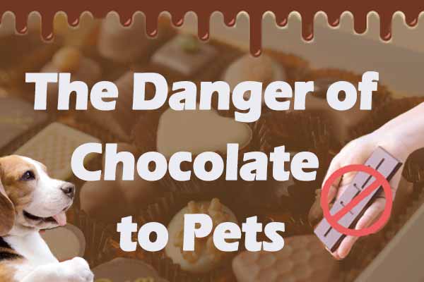 美味巧克力竟是牠們的 毒藥？ The Danger of Chocolate to Pets