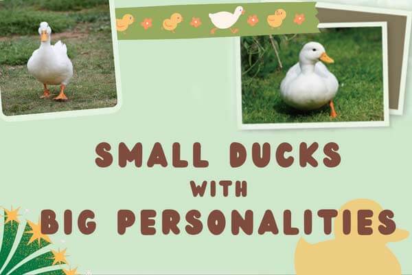 鴨界的掌上明珠 認識軟萌柯爾鴨 Small Ducks with Big Personalities