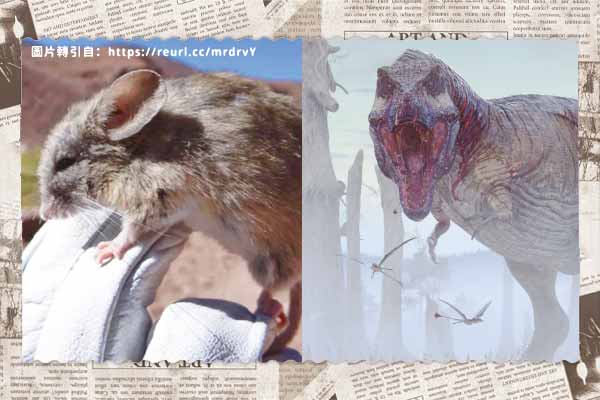 1.科學家在高海拔山頂發現老鼠「木乃伊」 2.恐龍滅絕之謎真相揭曉！