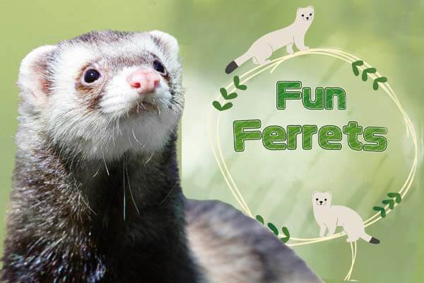 雪貂： 古靈精怪的好動寶寶 Fun Ferrets