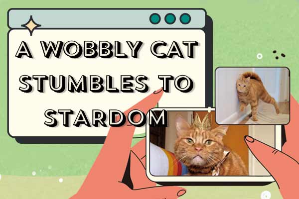 晃晃貓爆紅 療癒影片傳遞正能量 A Wobbly Cat Stumbles to Stardom