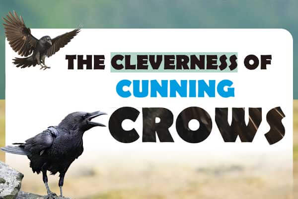 「鴉」倒眾生的鳥界天才 The Cleverness of Cunning Crows