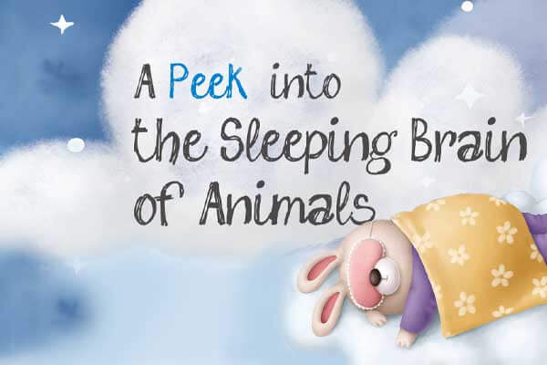 動物也會做夢？ 毛孩夢境大揭密 A Peek into the Sleeping Brain of Animals