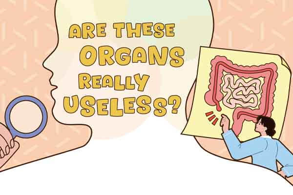 無用器官真的無用嗎？ Are These Organs Really Useless?