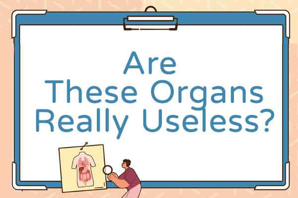 無用器官真的無用嗎？ Are These Organs Really Useless?