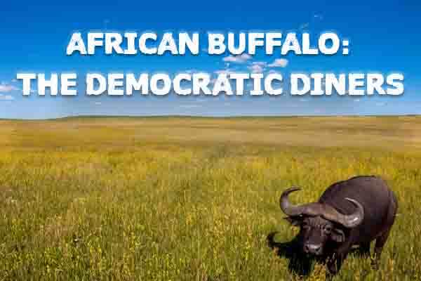 非洲水牛懂投票 牛牛的草原民主 African Buffalo: The Democratic Diners