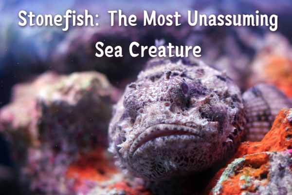 超級偽裝大師：石頭魚  Stonefish: The Most Unassuming Sea Creature