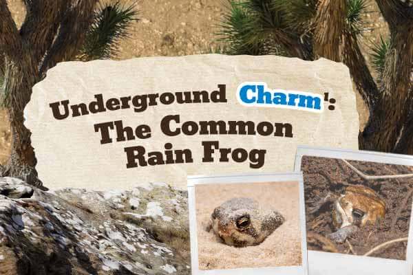 醜萌醜萌的迷你饅頭蛙 Underground Charm: The Common Rain Frog