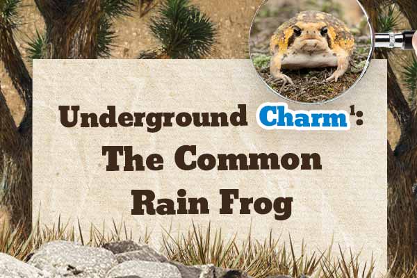 醜萌醜萌的迷你饅頭蛙 Underground Charm: The Common Rain Frog
