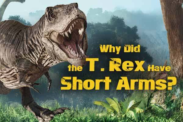 世紀謎團：為什麼霸王龍手那麼短？ Why Did the T. Rex Have Short Arms?