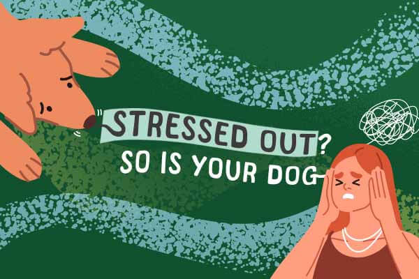 嗅出你的壓力 狗狗行為大不同  Stressed Out? So Is Your Dog