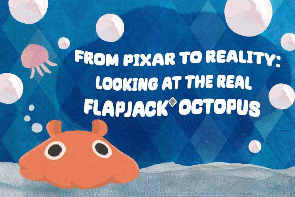 會隱形的深海傘章魚：煎餅章魚 From Pixar to Reality:  Looking at the Real Flapjack Octopus