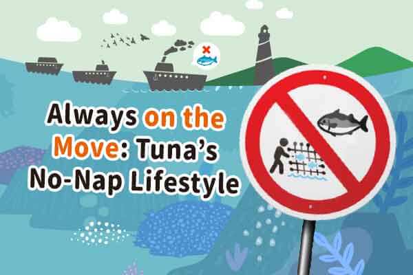 鮪魚鮪魚水中游 游來游去永不休 Always on the Move: Tuna’s No-Nap Lifestyle
