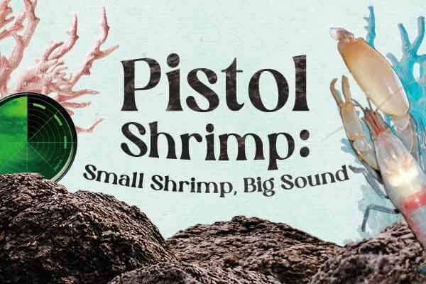 海底波動拳　槍蝦的「聲」存之道Pistol Shrimp: Small Shrimp, Big Sound