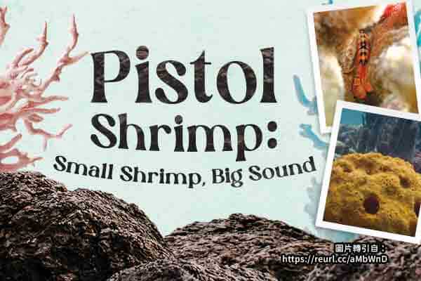 海底波動拳　槍蝦的「聲」存之道Pistol Shrimp: Small Shrimp, Big Sound