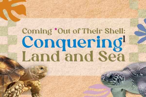 ✓地上爬　✓水裡游　龜龜生存這件小事Coming *Out of Their Shell:  Conquering Land and Sea