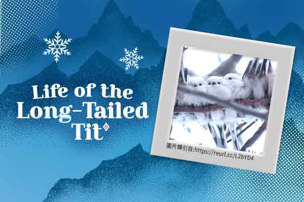 雪之妖精與牠們的長尾山雀家族Life of the Long-Tailed Tit