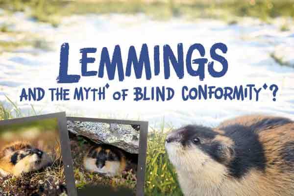 人類笑旅鼠太瘋癲　旅鼠笑人類看不穿Lemmings and the Myth of  Blind Conformity?