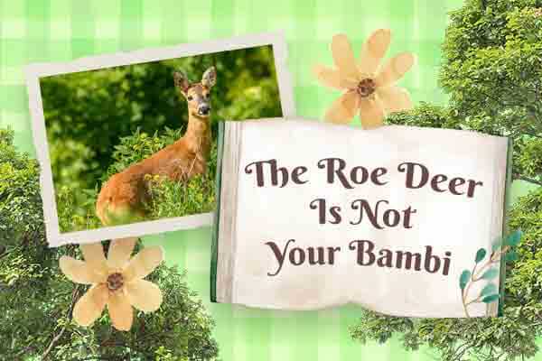 西方狍｜隱於林、停至冬，待一場春風The Roe Deer Is Not Your Bambi