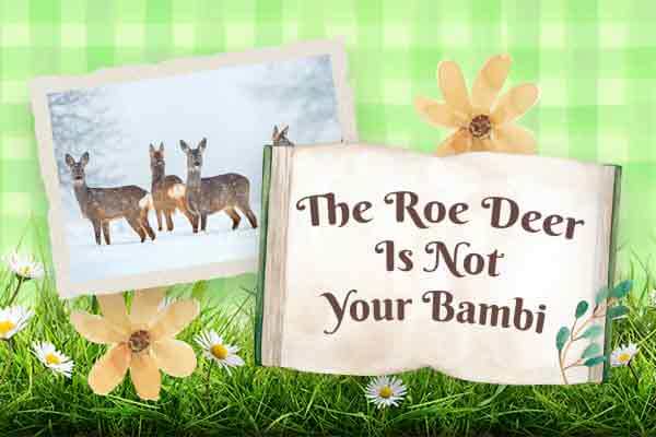 西方狍｜隱於林、停至冬，待一場春風The Roe Deer Is Not Your Bambi