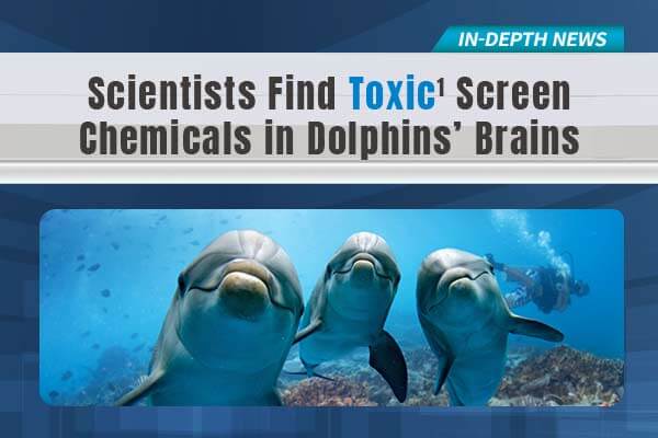 研究警告：瀕危海豚大腦中發現螢幕化學汙染物Scientists Find Toxic Screen Chemicals in Dolphins’ Brains