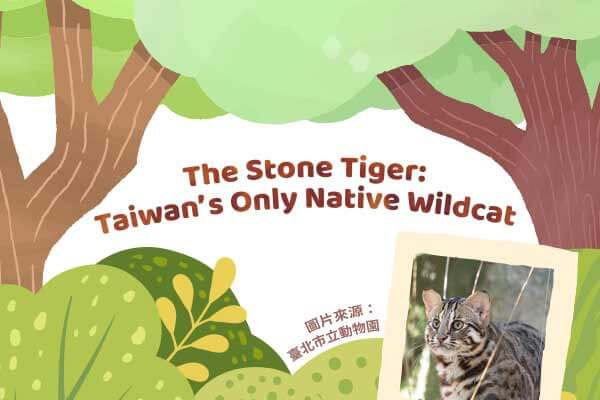 守護臺灣淺山精靈：石虎The Stone Tiger:  Taiwan’s Only Native Wildcat
