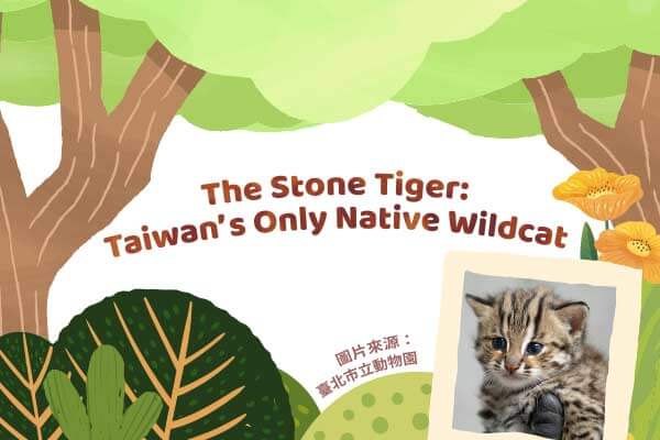 守護臺灣淺山精靈：石虎The Stone Tiger: Taiwan’s Only Native Wildcat