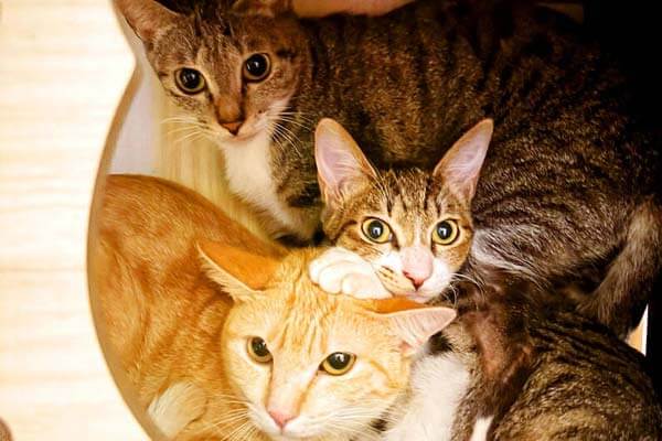 貓派大勝利！台灣養貓人口超車狗狗？從寵物新聞秒懂 Surpass、Outnumber 等職場神單字與必考分詞構句！