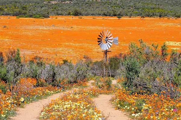 納馬夸蘭：一訪野地奇景(上) Namaqualand—Take a Walk on the Wild Side