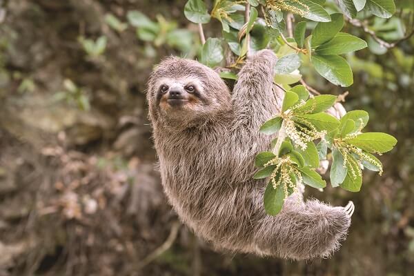 讓人「樹懶」起敬的慢活動物～ The Sloth: Nature’s Coolest Customer