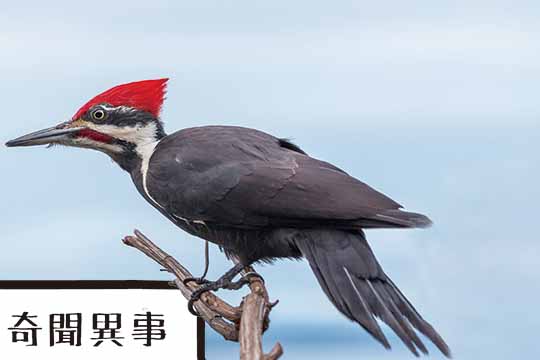 樹醫生啄木鳥的奇聞異事 Fun Facts about the Woodpecker