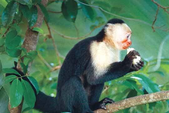 捲尾猴：機靈可愛的小幫手 No Monkeying Around with White-Faced Capuchins