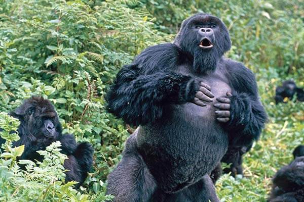 大猩猩搥胸： 我真不是在生氣！　Why Do Male Gorillas Beat Their Chests?