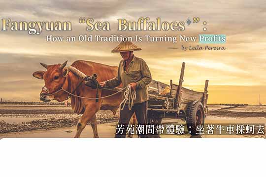 芳苑潮間帶體驗： 坐著牛車採蚵去 Fangyuan “Sea Buffaloes”: How an Old Tradition Is Turning New Profits