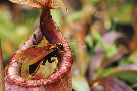 豬籠草的壺中滋味(上) The Plant that Eats Meat