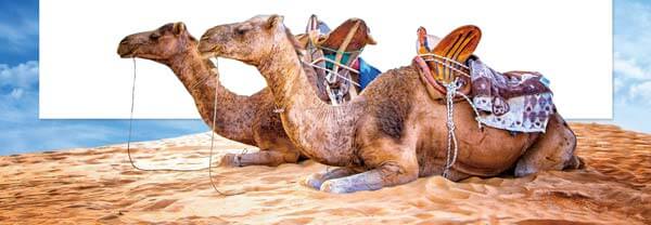 沙漠十項全能之舟 Camels: Animals Perfectly Adapted to Desert Life