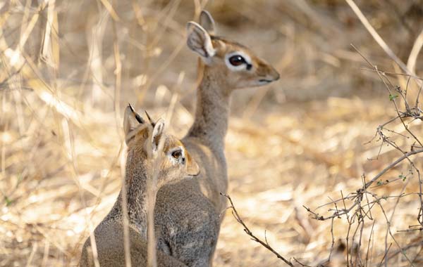 長睫大眼小妖精：犬羚 The Dik-Dik: Fascinating Facts about Africa’s Tiny, Hoofed Treasures