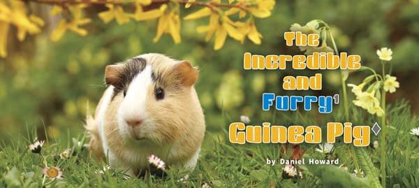 PUI PUI ！天竺鼠駕到！ The Incredible and Furry Guinea Pig