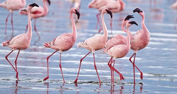 我最火紅 ── 美麗的火烈鳥 Fun Facts about Flamingos
