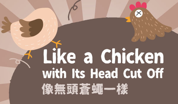 像無頭蒼蠅一樣 like a chicken with its head cut off