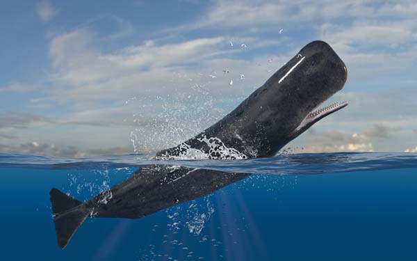一鳴「鯨」人 ── 大自然的驚奇 Whale Tales