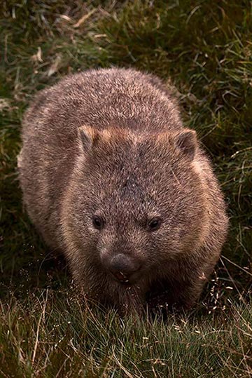 超乎想像的可愛生物 —— 袋熊 Amazing Wombats