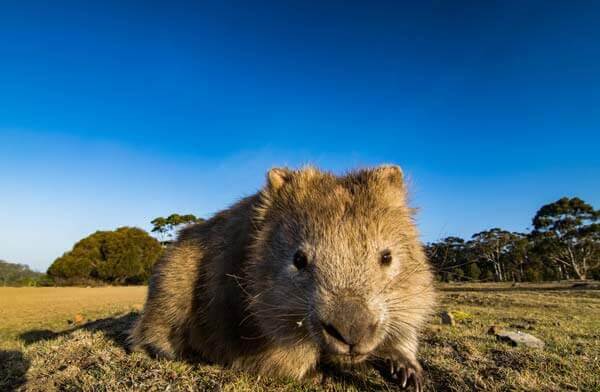 超乎想像的可愛生物 —— 袋熊 Amazing Wombats