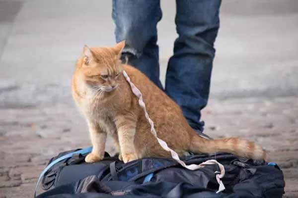 A Street Cat Named Bob 遇見街貓Bob 劇照